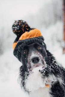 adult short-coated dog sitting snow while wearing orange and black hat by Tadeusz Lakota courtesy of Unsplash.